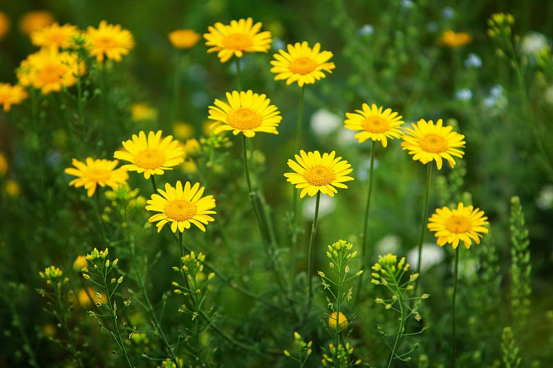 花