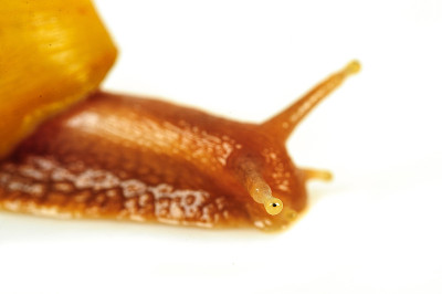 蜗牛被孤立在白色的背景上