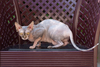 室外愤怒的斯芬克斯猫