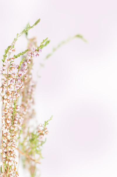 花的背景