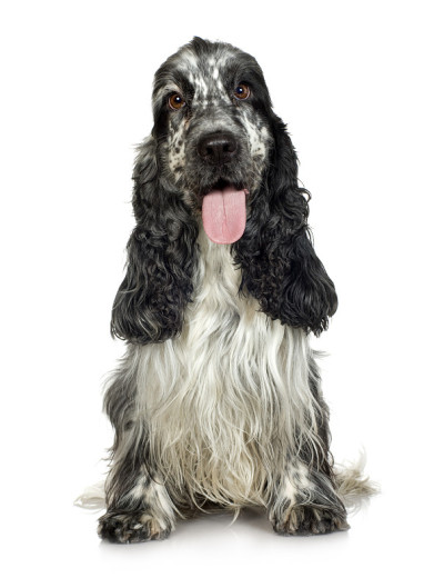 英国可卡犬(3年)