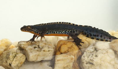 高山纽特;Ichthyosaura