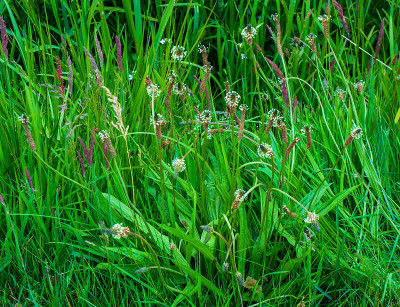 车前草(Plantago lanceolata)的特写
