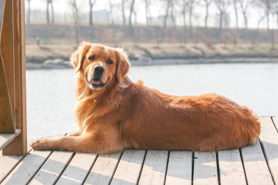 金毛猎犬的狗