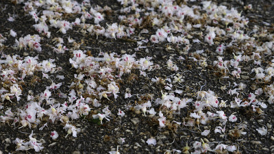10、风雨过后野栗花落。