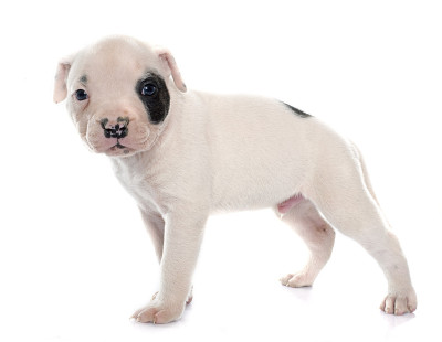 小狗美国斗牛犬