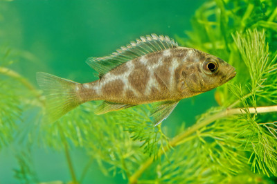 Nimbochromis venustus，通常被称为venustus hap或giraffe ha