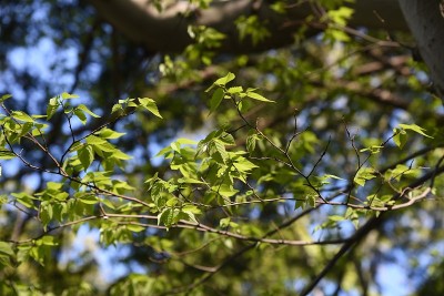Aphananthe aspera (Aphananthe 东方榆树) 树干 (树皮) 和叶子