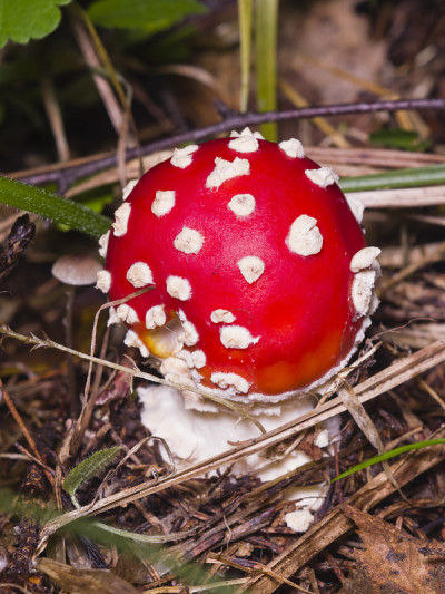 蝇木耳、白毒伞毒菌在森林宏、有选择性聚焦、浅自由度