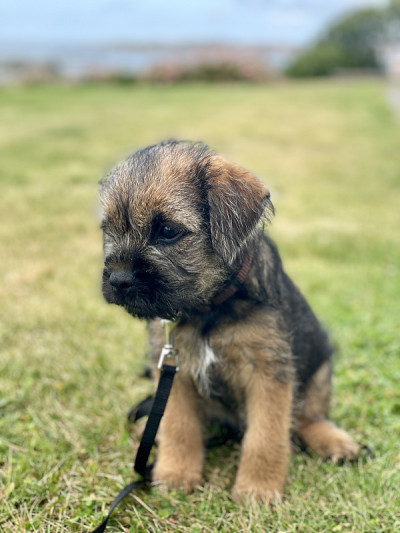 边境猎犬