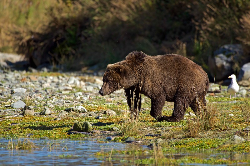 灰熊(Ursus arctos sp)，阿拉斯加地理港