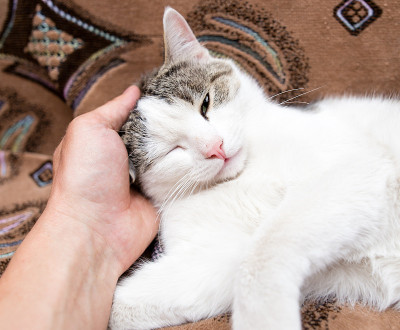 用手抚摸沙发上的猫