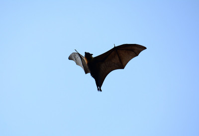 lyie的flyingfox