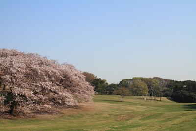 日本横滨根岸中心公园的樱花