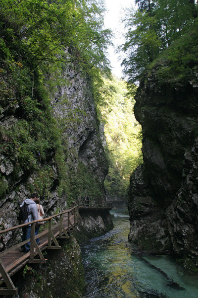 森林河