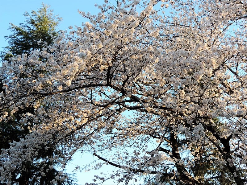 新的樱花。夕阳中的樱花