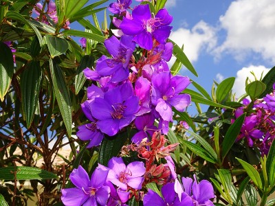 院子里开着热带紫色的花