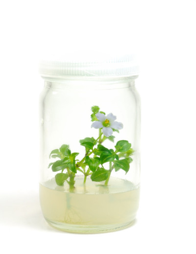 植物组织培养