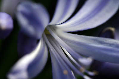 蓝花