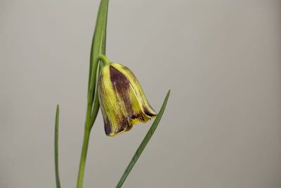 尖瓣贝母，背贝母