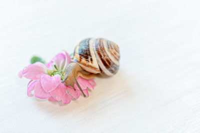 粉红花蜗牛