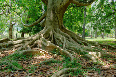 皇家植物园Peradeniya，斯里兰卡