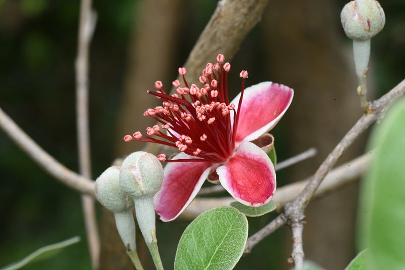 费约果花。