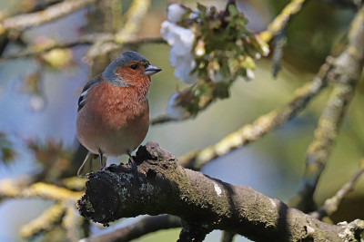树夹(Fringilla coelebs)。