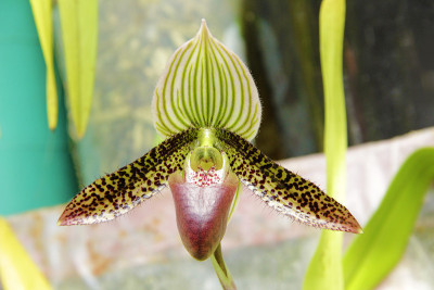 Paphiopedilum特写 Paphiopedilum argus x sukhakulii.P