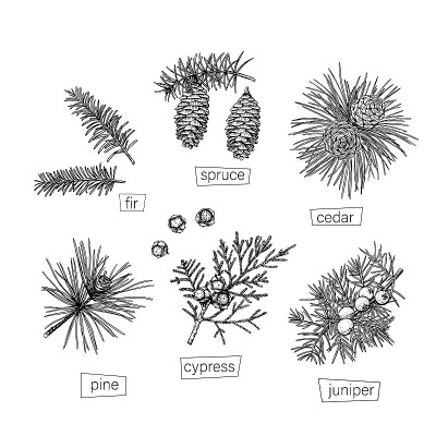 黑色针叶树素描，复古风格，白色背景。矢量手绘。复古的插图。现代设计元素。
