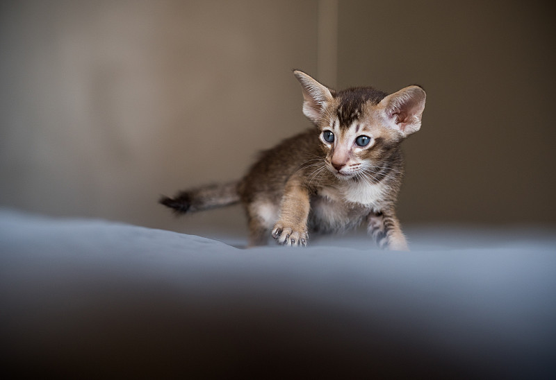 色彩鲜艳的东方小猫咪在床上玩耍