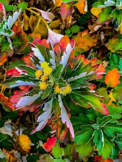 五颜六色的树叶。(菊科)