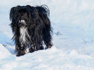 一只黑色的波隆卡犬站在冬天的雪地里看着镜头