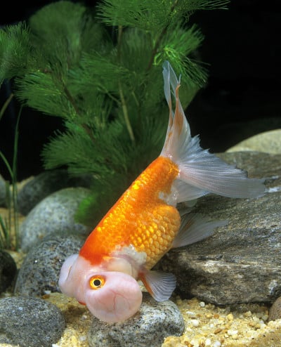泡泡眼金鱼carassius auratus