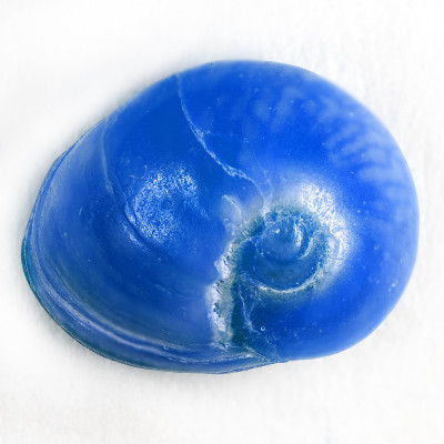 海贝壳