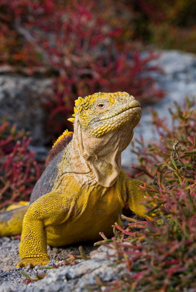 The land iguana sitting on the rocks.