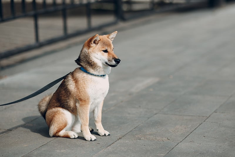 柴犬户外宠物日本国犬