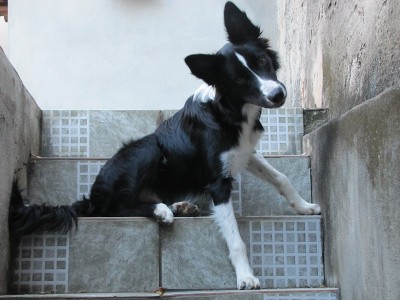 边境牧羊犬坐在楼梯上