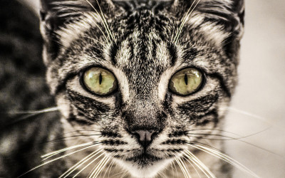 神秘的猫