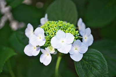 绣球花