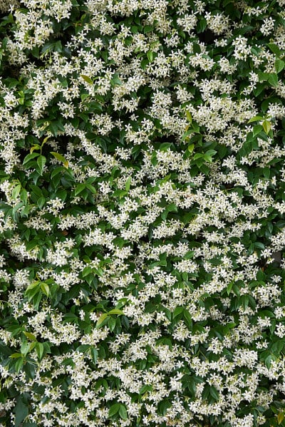 Trachelospermum jasminoides