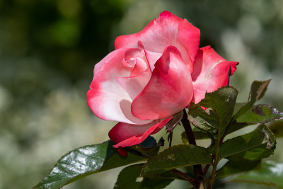 玫瑰花