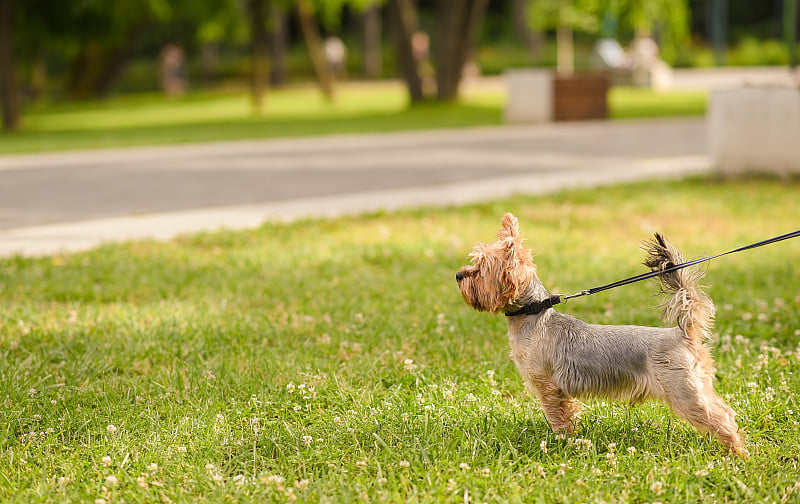 公园里的小约克郡犬