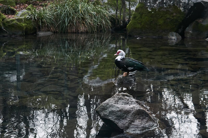 寂寞的番鸭站在风景公园秋水池塘中央的一块石头上