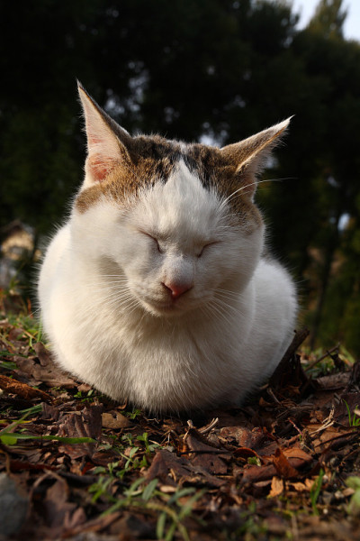可爱的小猫