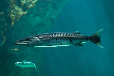 梭鱼(Sphyraena barracuda)