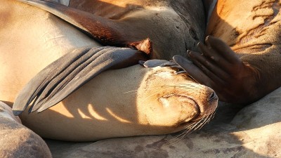 拉霍亚岩石上的海狮。野生耳海豹在太平洋附近的石头上休息。有趣懒惰的野生动物睡觉。在自然栖息地的受保护