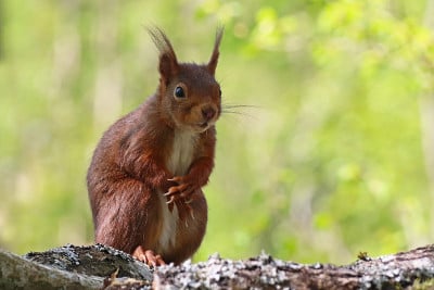 红松鼠(Sciurus vulgaris)。