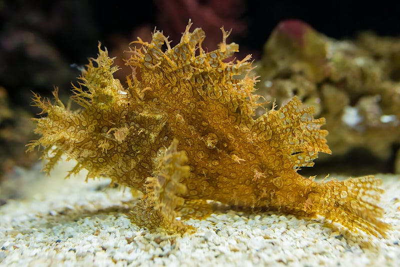 水族馆里杂草丛生的蝎子鱼