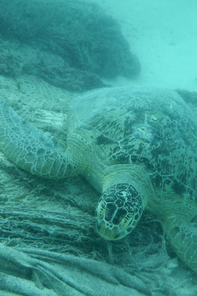 Turtles Sipadan记得